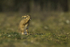 Brown Hare