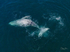 A Pair of Humpbacks Relaxing 11. DJI_0315
