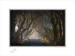 2014-006C The Mystical Dark Hedges