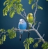 Budigeers, Parakeets