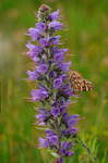 Viper's Bugloss
