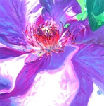 purple shadows