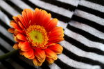Flowers Set 04 - 15