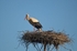 White Storks