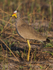 African Wattled Lapwing near a waterhole