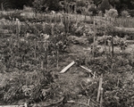 Vegetable Garden, Pennsylvania, 1984