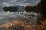 Leaves on Derwentwater