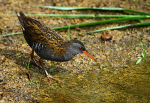 Water Rail