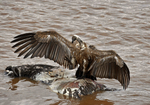 Griffon vulture