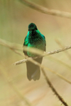 Male Green-crowned Brilliant front, Costa Rica