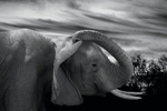 Elephant scratching ear