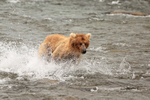 Grizzly Bear running in river to catch salmon, Brooks Falls, Alaska