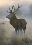 Stag Early Morning 80272322