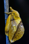 Female Drinker Moth