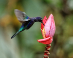 Violet Sabrewing (male) feeding from flower, Buena Vista, Costa Rica