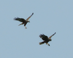Marsh Harriers, successful food pass, Otmoor RSPB