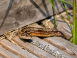 Common Lizard