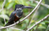 African giant kingfisher