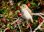 Isabelline Shrike 3