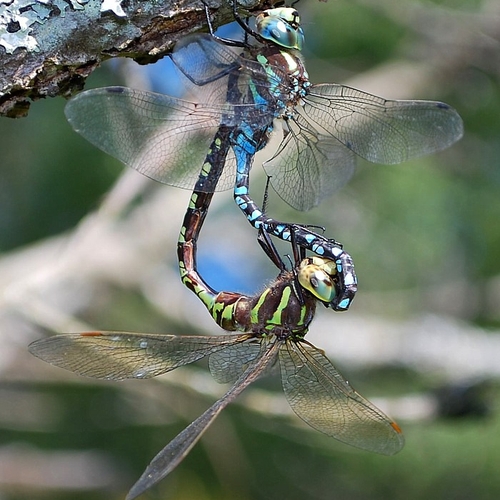 A male & female lance-tipped darner can be seen hanging from a dead branch while forming a mating wheel.