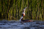 Great Crested Grebe (Podiceps cristatus) eating pike