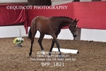 BPP_1821
