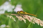 Ruddy Darter