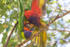Lorikeet Blur 4 0A3A2209