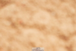 240526A-113528-07838