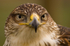 American Harris Hawk