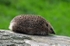 Hedgehog