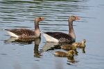 Greylag Geese and goslings