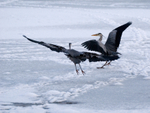 Grey Heron