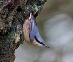 Nuthatch