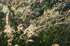 Grass 7