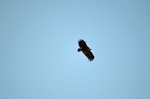 Black Vulture