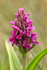 Southern Marsh Orchid at Arne