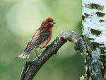 Purple Finch (male) back, Minnesota, USA