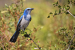 Florida Scrub-Jay, Shamrock Park, Venice, Florida