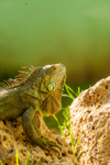 iguana Iguana Iguana-747