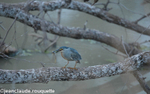 A green backed heron with a good catch