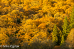 Autumn Colour, Loch Ard, 2