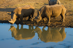 Rhinos Drinking