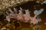 Dendronotus frondosus