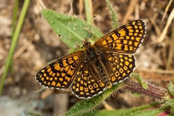 Glanville Fritillary