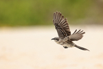 Espanola Mockingbird portfolio