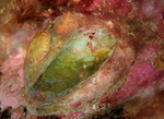 Crepidula fornicata