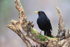 Blackbird (male) perched, Otterbourne, Hampshire