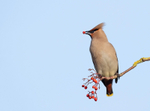 Waxwing - Bombycilla garrulus