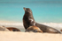 Male Galapagos Sea Lion, Gardner Bay, Espanola, Galapagos